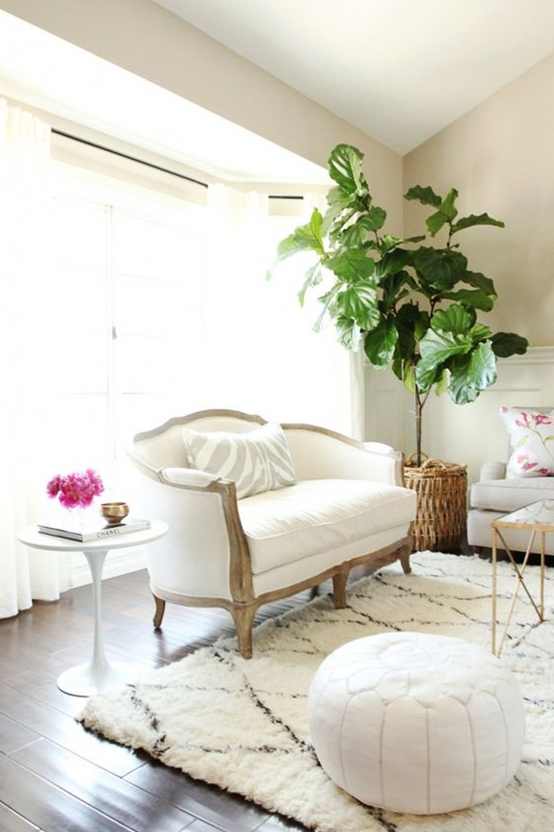 fiddle leaf fig decor