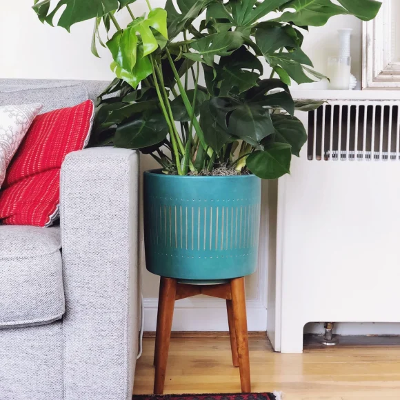 monstera deliciosa decor