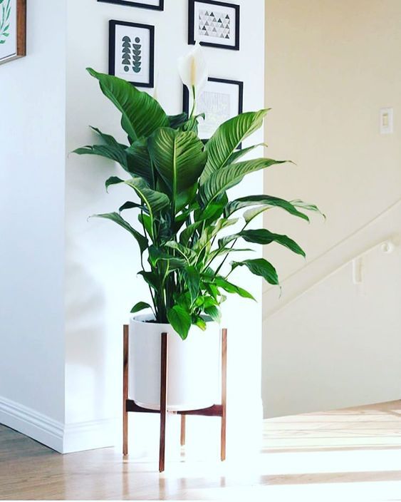 peace lily decor