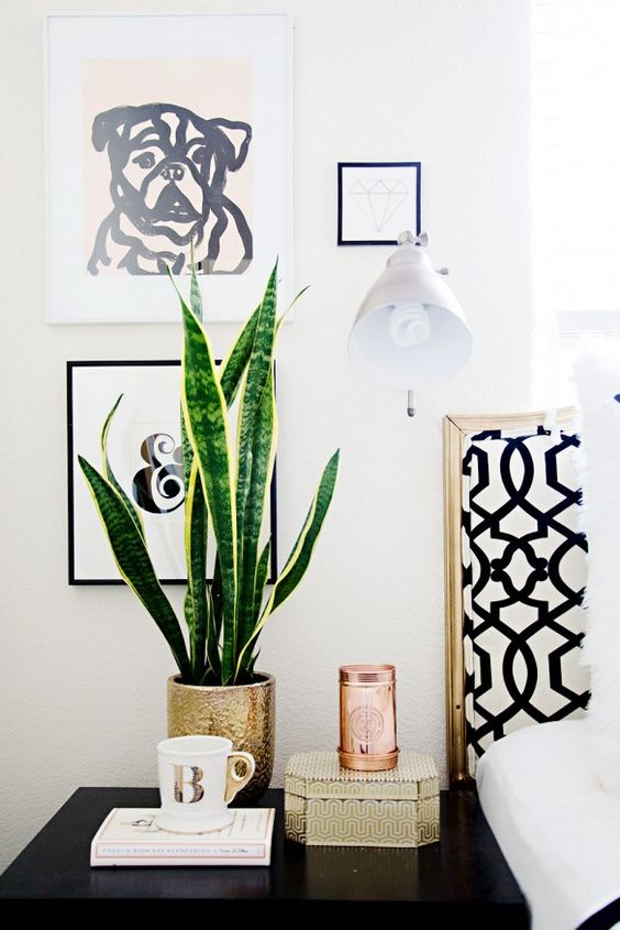 snake plant interior decor